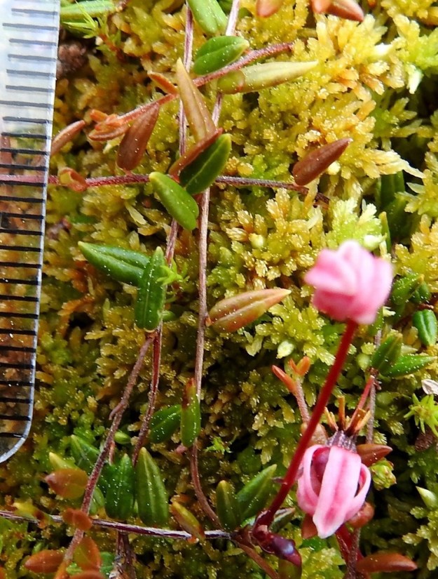 Vaccinium microcarpum - pikkukarpalon Lehtilapa on tavallisesti noin 3-8 mm pitkä ja leveimmältä kohtaa noin 1,5-3 mm leveä. Isokarpalon lehdet ovat keskimäärin selvästi isommat, yleensä noin 6-15 mm pitkät ja leveimmältä kohtaa noin 3-6 mm leveät. 3.7.2025. Copyright Hannu Kämäräinen.