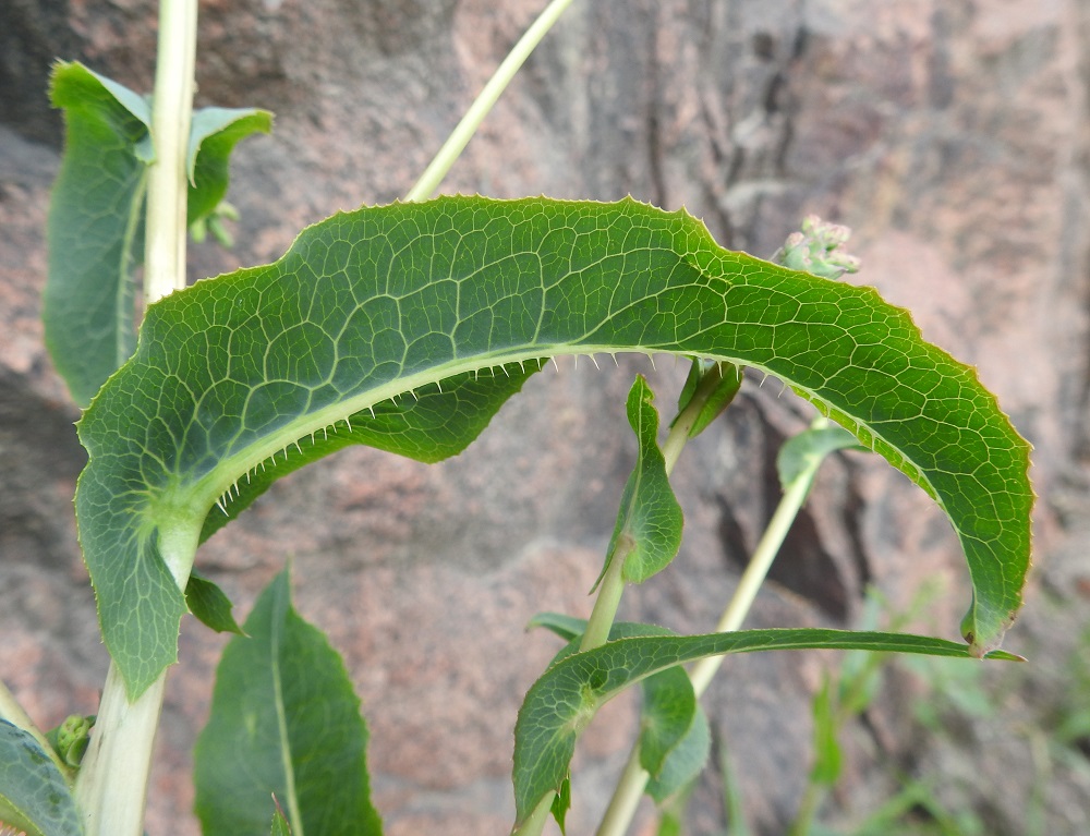 Lactuca serriola - piikkisalaatin lehdet ovat muuten kaljut, mutta alapinnan keskisuonessa on useimmiten noin 1-4 mm pitkiä, teräviä piikkejä. Joskus piikkisyys on vähäistä tai jopa puuttuu kokonaan. Varsi on kalju tai alaosastaan vaihtelevasti piikkinen. V, Naantali, satama-alueelle vievän Satamatien laita, tien ja kallioleikkauksen välinen kapea, sorapohjainen kaista, 26.6.2019. Copyright Hannu Kämäräinen.