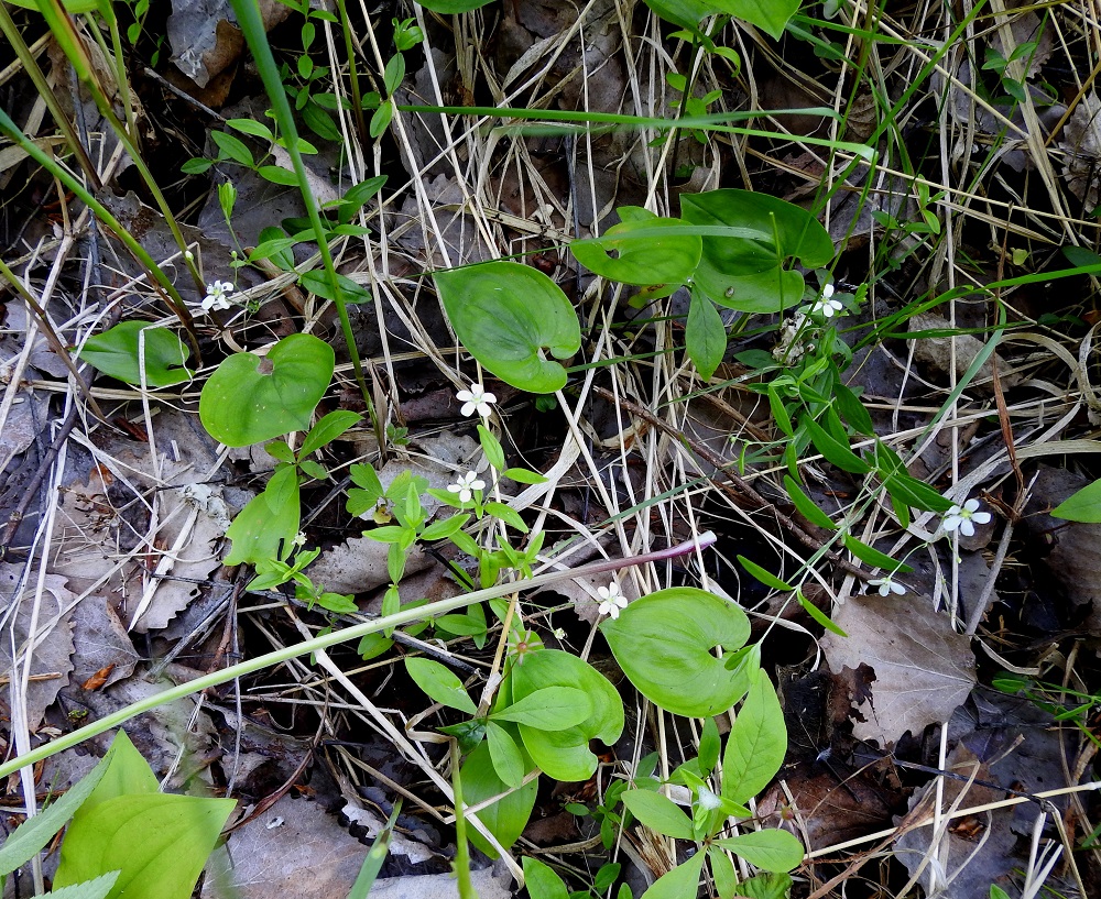 Moehringia lateriflora - laaksoarhon esiintymisalue painottuu Perä-Pohjanmaan ja Sompion Lapin eliömaakuntiin sekä Koillismaan eliömaakunnan pohjoisosaan ja Inarin Lapin eliömaakunnan eteläosaan. Sompion Lapin esiintymisalue yltää myös hieman Kittilän Lapin eliömaakunnan puolelle ja Perä-Pohjanmaan esiintymisalue hieman Oulun Pohjanmaan eliömaakunnan puolelle. Lisäksi lajilla on erillisesiintymä Etelä-Karjalan eliömaakunnassa. Kasvupaikkoina ovat erityisesti jokivarsien tulvaiset, rehevät tai kuivahkot, hiekkapohjaiset niityt ja metsiköt sekä pensaikot. Laaksoarho on rauhoitettu ja uhanalaisuusarvioinnissa silmälläpidettäväksi luokiteltu laji. 2.7.2025. Copyright Hannu Kämäräinen.