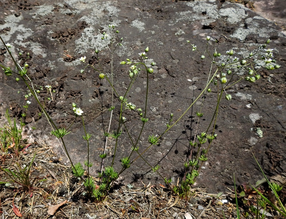 Spergula morisonii - kalliohatikka on Suomessa alkuperäinen, ja sen esiintymisalueen koillisraja kulkee Etelä-Karjalan, Etelä-Savon, Pohjois-Hämeen ja Keski-Pohjanmaan eliömaakunnissa. Yleinen se on Ahvenanmaan, Varsinais-Suomen, Uudenmaan, Etelä-Karjalan ja Satakunnan eliömaakunnissa ja harvinainen muulla esiintymisalueellaan. Kasvupaikkoina ovat suomalaisen nimenkin mukaisesti kuivat, ohuthumuksiset jäkäläkalliot mutta myös hiekkakankaiden paljaat hiekkalaikut, soranottoalueet ja jossain määrin myös tienpientareet. 1.6.2025. Copyright Hannu Kämäräinen.