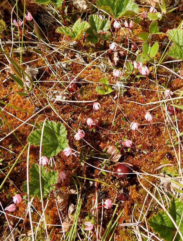Vaccinium microcarpum - pikkukarpalo on alkuperäinen laji Suomessa, ja sitä esiintyy kaikissa eliömaakunnissa. Se on yleinen Keski-Pohjanmaan ja Kainuun eliömaakuntien linjalta pohjoiseen päin ja harvinaisehko tämän linjan eteläpuolella. Kasvupaikkoina ovat lähinnä nevojen ja rämeiden kuivahkot mätäspinnat. 3.7.2025. Copyright Hannu Kämäräinen.