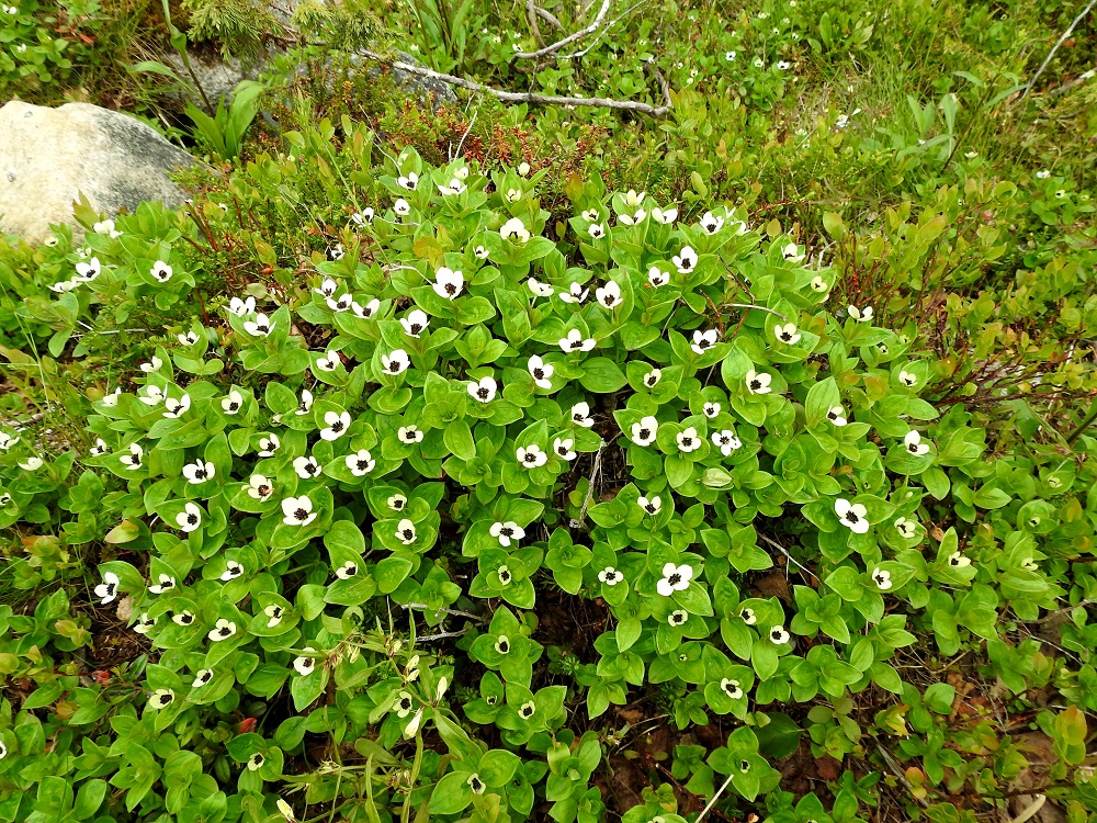 Cornus suecica - ruohokanukka on alkuperäinen Suomessa. Sen esiintymisalue kattaa kaikki eliömaakunnat. Runsain ja yleisin se on Oulun Pohjanmaan ja Kainuun eliömaakuntien linjalta pohjoiseen päin. Yleisehkö laji on Pohjanlahden ja Suomenlahden rannikkomaakunnissa ja Ahvenanmaan sekä Pohjois-Karjalan eliömaakunnissa. Etelä-Hämeen, Etelä-Savon, Pohjois-Hämeen ja Pohjois-Savon eliömaakunnissa ruohokanukka on harvinainen tai hyvin harvinainen. Kasvupaikkoina ovat erityisesti pohjoisen tuoreet kangasmetsät, tunturikoivikot ja tunturikankaat sekä muualla meren, järvien ja jokien rannat, korvet ja suonreunat. EnL, Enontekiö, Kilpisjärvi, Saanan luoteisrinteen länsipuolinen tunturikoivikko, Saanan luoteisrinteelle vievän polun varsi, 560 m mpy, 5.7.2018. Copyright Hannu Kämäräinen.