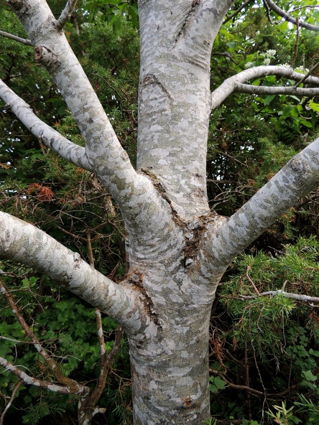 Fraxinus excelsior - lehtosaarnen runko ja oksisto ovat harmaat ja noin 50 vuoden ikään asti sileät. A, Lemland, eteläpää, Björkö, Herröskatan, luonnonsuojelualue, eteläosan kallioketoalueen laide, 30.5.2013. Copyright Hannu Kämäräinen.