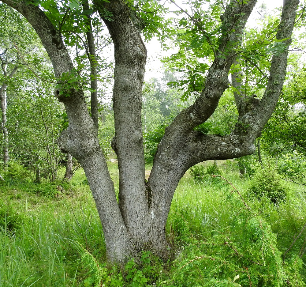 Fraxinus excelsior - lehtosaarnen iän lisääntyessä kuori halkeilee tiheästi ja tummenee ruskeanharmaaksi. A, Lemland, Järsö, Lilla Björkö, eteläosa, Söderfjärdenin merenlahden suualueen itäpuolen rantametsä, 12.7.2017. Copyright Hannu Kämäräinen.