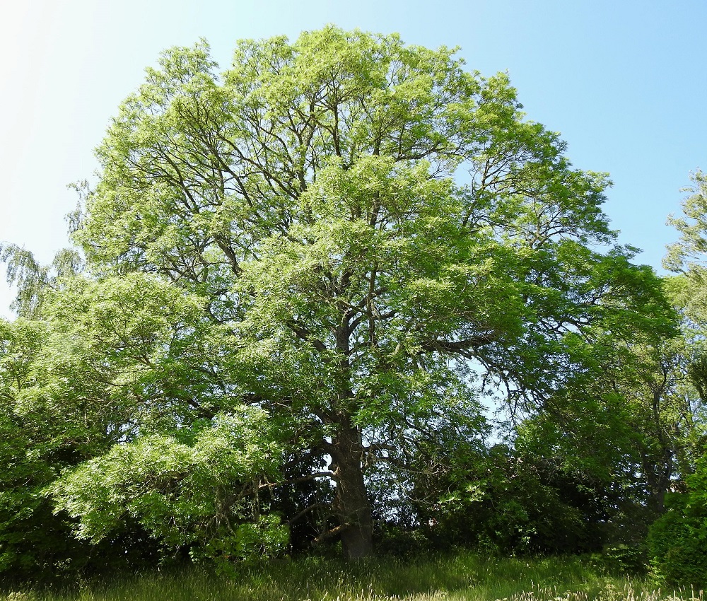 Fraxinus excelsior - lehtosaarnen hallitessa kasvualaansa se voi aikojen kuluessa kasvattaa laajan, kupumaisen latvuston. Lehtosaarni on Suomessa alkuperäinen etelästä päin Satakunnan, Etelä-Hämeen ja Etelä-Savon eliömaakuntiin saakka. Se on yleinen vain Ahvenanmaalla, yleisehkö Varsinais-Suomen ja Uudenmaan eliömaakunnissa ja harvinainen muualla esiintymisalueellaan. Kasvupaikkoina ovat lähinnä lehdot, lehtoniityt, rantametsät ja lehtokorvet. Laji suosii kasvupaikoillaan kalkkia ja liikkuvaa pohjavettä. Uhanalaisuusarvioinnissa se on mm. harvinaistumisensa vuoksi todettu silmälläpidettäväksi (NT) lajiksi. A, Hammarland, Näfsby, Lillåkersgrändin länsilaidan niittyalueen reunassa oleva jättimäinen puuyksilö, 21.6.2023. Copyright Hannu Kämäräinen.