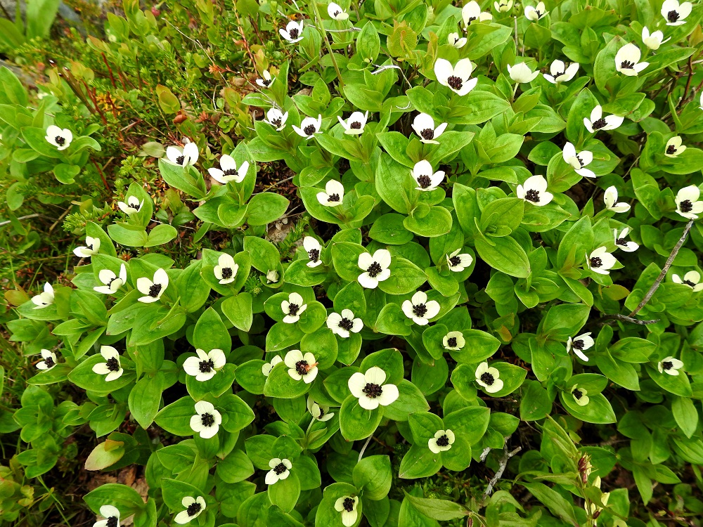 Cornus suecica - ruohokanukka on monivuotinen, pysty ja tavallisesti noin 10-25 cm korkea ruoho, jonka juurakko on vaakatasossa suikertava ja kasvullisesti tiheitä ja laajojakin varsikkoja muodostava. EnL, Enontekiö, Kilpisjärvi, Saanan luoteisrinteen länsipuolinen tunturikoivikko, Saanan luoteisrinteelle vievän polun varsi, 560 m mpy, 5.7.2018. Copyright Hannu Kämäräinen.
