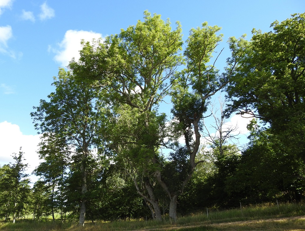 Fraxinus excelsior - lehtosaarni on avoimella paikalla kasvaessaan paksuhkorunkoinen, haarova ja vahvaoksainen lehtipuu, joka on yleensä noin 15-25 m korkea, mutta voi toisinaan Suomessakin ylittää korkeudessaan 30 m. Rungon läpimitta on nuoruusvaiheen ohittaneella puuyksilöllä useimmiten noin 25-70 cm, mutta voi iäkkäällä yksilöllä olla paljon enemmänkin. A, Finström, Bastö, koilliskulma, Ekudden-niemen länsipuolisen lahdelman rantaniityn laide Ekuddsvägenin pikkutien varrella, 10.7.2022. Copyright Hannu Kämäräinen.