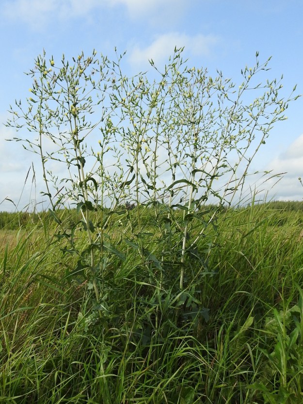 Lactuca serriola - piikkisalaatti on tavallisesti kaksivuotinen, harvemmin yksivuotinen, maitiaisnesteinen ja pysty ruoho, joka on useimmiten liuskalehtinen ja yleensä noin 30-120(-150) cm korkea. Kuvassa olevalla kasvustoalueella yksilöt olivat enimmäkseen 110-125 cm korkeita. Piikkisalaatti on Suomessa uustulokas, joka on vakinaistunut lounaisosaan ja vakinaistumassa laajemminkin Etelä-Suomeen. Eniten tuoreita havaintoja on Varsinais-Suomen, Uudenmaan ja Etelä-Karjalan eliömaakunnista. Vähäisempiä 2020-luvun löytöjä on Ahvenanmaan, Satakunnan, Etelä-Hämeen, Etelä-Savon ja Keski-Pohjanmaan eliömaakunnista. EH, Hämeenlinna, Pikku-Parola, Huhtastentien varren laajan joutomaaniityn laita tien vieressä, missä noin 80 m pitkä kasvustokaista, 30.7.2025. Copyright Hannu Kämäräinen.
