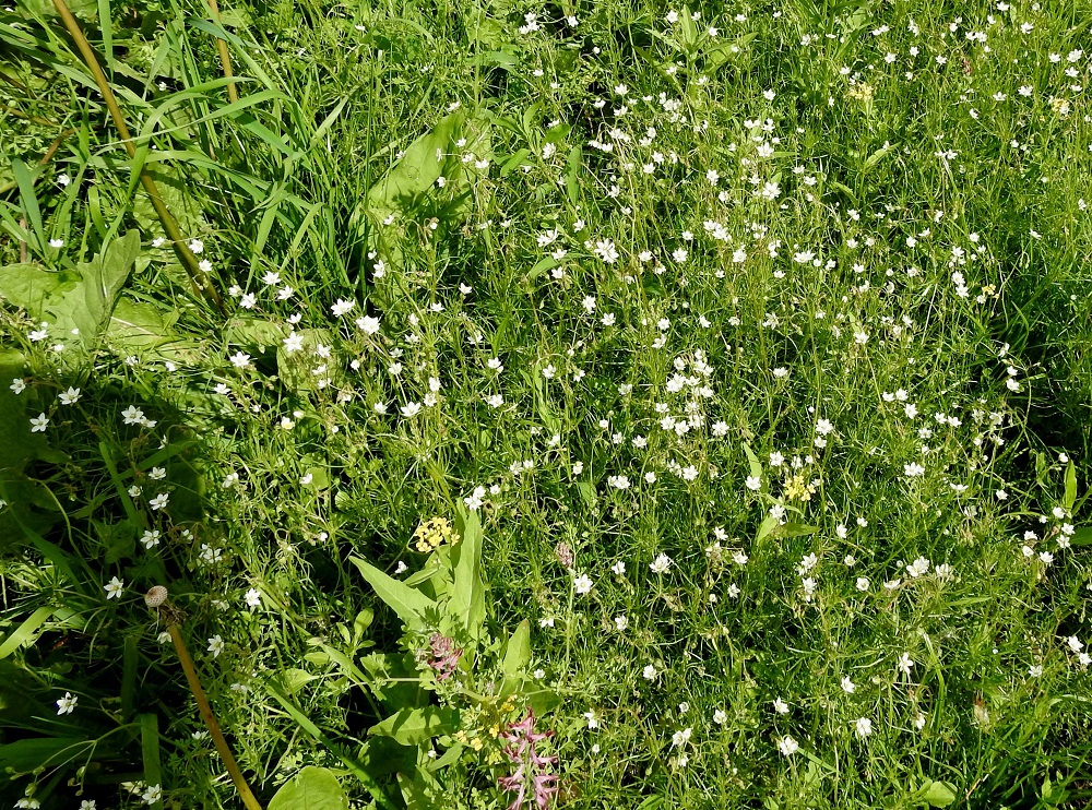 Spergula arvensis subsp. sativa - pohjanpeltohatikka suosii monien yksivuotisten tavoin ihmistoiminnan piirissä olevia ja kasvupohjaltaan avoimia tai muokattavia alueita, kuten viljelymaita, puutarhoja, pihoja, pientareita, joutomaita, uudisnurmikoita, rata-alueita, hietikoita ja rantoja. EH, Hämeenlinna, Voutila, Lakee, Louhentien laita, uudistettu nurmialue, 2.7.2017. Ellei toisin mainita, kuvat ovat tältä samalta kasvupaikalta. Copyright Hannu Kämäräinen.