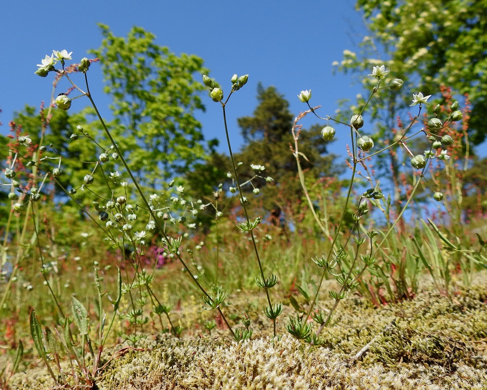 Spergula morisonii - kalliohatikka on yksivuotinen, yleensä ylitalvinen ja tavallisesti noin 5-30 cm korkea ruoho, jonka yksilöissä on tavallisesti yhdestä kymmeneen pystyä tai kohenevaa vartta, jotka ovat niukkahaaraisia tai latvakukintoon saakka haarattomia. U, Helsinki, Pihlajamäki, Rapakiventien varrella olevan, korkean, jyrkkärinteisen hiidenkirnukallion lounainen avokalliorinne, 1.6.2025. Ellei toisin mainita, kuvat ovat tältä samalta kasvupaikalta. Copyright Hannu Kämäräinen.