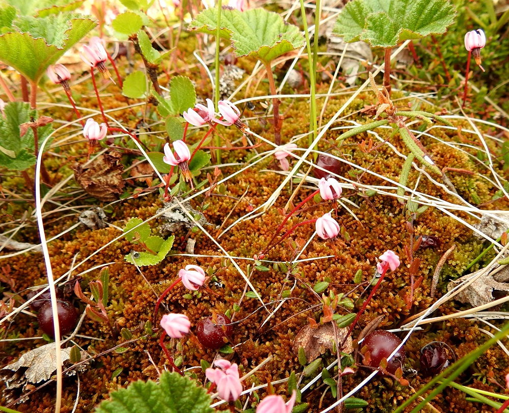Vaccinium microcarpum - pikkukarpalo on rennoilla varsillaan suon sammalpatjaan ankkuroitunut hento varpu, jonka varren tai sen haaran kärki kukkineen nousevat yleensä enintään 5 cm:n korkeuteen. Kuvassa sammalpintaa ovat jakamassa myös muurain, Rubus chamaemorus, vaivaiskoivu, Betula nana ja suokukka, Andromeda polifolia. EnL, Enontekiö, Hetantie (tie E45/93) Palojoensuun ja Muotkajärven puolivälissä, tien eteläpuolella, Iso Roskajärven ja Etelälahdenvaaran välissä oleva Roskavuoman aapasuoalue, suon itälaita, vetisen suon ympäröimät kuivemmat kermijänteet, 295 m mpy, 3.7.2025. Koko kuvasarja on samalta kasvupaikalta. Copyright Hannu Kämäräinen.