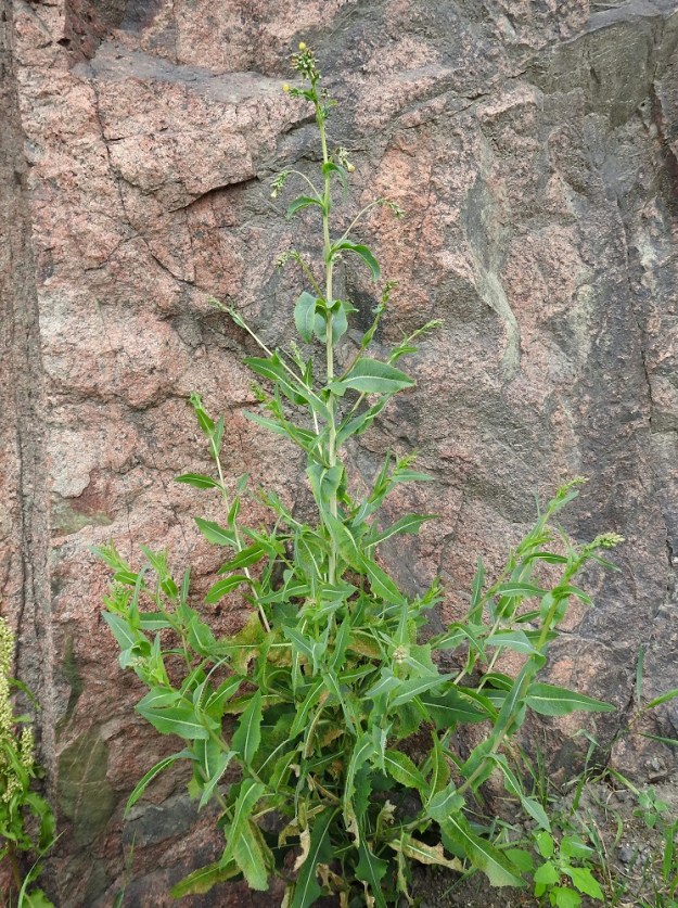 Lactuca serriola - piikkisalaatin varret ovat yksittäin ja yläosastaan tai toisinaan alhaalta saakka haaraiset. Lehtien liuskaisuusaste vaihtelee. Kuvan yksilöllä liuskat ovat matalia, niitä on vähän tai ne puuttuvat kokonaan. Piikkisalaatin kasvupaikkoina ovat lähinnä satamat, myllyt ja viljavarastot, painolastipaikat, tienvarret, joutomaat sekä asutuksen piirissä myös rakennusten seinustat ja uudisnurmikot. V, Naantali, satama-alueelle vievän Satamatien laita, tien ja kallioleikkauksen välinen kapea, sorapohjainen kaista, 26.6.2019. Copyright Hannu Kämäräinen.
