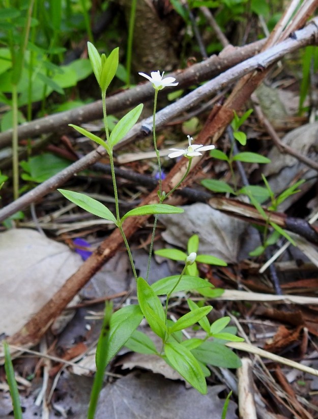 Moehringia lateriflora - laaksoarho on monivuotinen ja kukintovarsiltaan pysty tai koheneva ruoho, joka on tavallisesti noin 5-15 cm korkea. 2.7.2025. Copyright Hannu Kämäräinen.