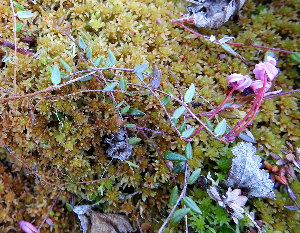 Vaccinium microcarpum - pikkukarpalon varret ovat tavallisesti noin 10-30 cm pitkiä, haarovia ja juurehtivia. Ne ovat hyvin ohuet, vanhemmilta osiltaan vaalean- tai punaruskeat, kaljut ja hilseilevät. 3.7.2025. Copyright Hannu Kämäräinen.