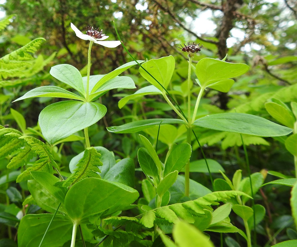 Cornus suecica - ruohokanukan varret ovat yleensä haarattomat tai toisinaan yläosastaan haarovat, kuten kuvassa oikealla olevassa varressa. Kukintoperä on useimmiten noin 15-25 mm pitkä. EnL, Enontekiö, Kilpisjärvi, Saanan lounainen alarinne lehtojensuojelualueen kaakkoispuolella, Käsivarrentieltä (tie 21) loivasti Saanaa kohti nouseva tunturikoivikkorinne, n. 500 m mpy, 16.7.2023. Copyright Hannu Kämäräinen.