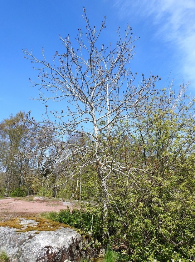 Fraxinus excelsior - lehtosaarni aloittaa kukintansa toukokuussa jo ennen lehtien puhkeamista. A, Lemland, Nåtö, biologisen aseman päärakennuksen länsipuolen rantaniitty- ja kallioalue luonnonsuojelualueen länsipuolella, 18.5.2025. Copyright Hannu Kämäräinen.