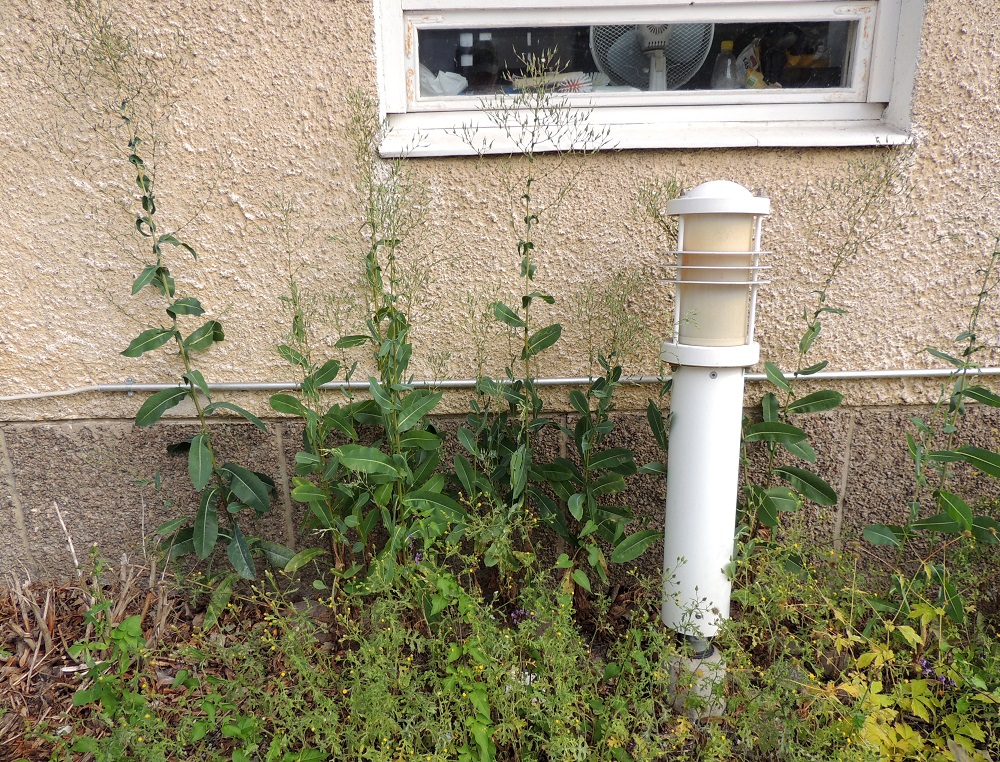 Lactuca serriola - piikkisalaatin kaikki lehdet voivat toisinaan olla ehyet. Ehytlehtiselle tyypille on aikanaan annettu muotonimeksi f. integrifolia. Naantalissa ehytlehtinen piikkisalaatti näyttäisi olevan vallitseva muoto. V, Naantali, keskusta, Tuulensuunkadun varrella olevan Birgittakodin seinusta, 16.7.2016. Copyright Hannu Kämäräinen.