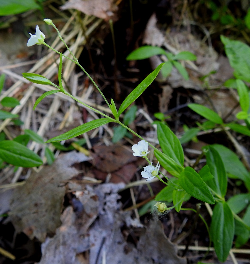 Moehringia lateriflora - laaksoarhon varret ovat niukkahaaraiset, hoikat, liereät ja vihreäsävyiset sekä tiheästi hyvin lyhytkarvaiset. 2.7.2025. Copyright Hannu Kämäräinen.