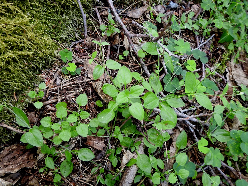 Moehringia trinervia - lehtoarhon alemmat varsilehdet ovat lapaan nähden pitkäruotiset. Niiden lapa on yleensä leveänpuikea, lyhytkärkinen ja tyveltään pyöreä tai lähes suora. 24.6.2020. Copyright Hannu Kämäräinen.