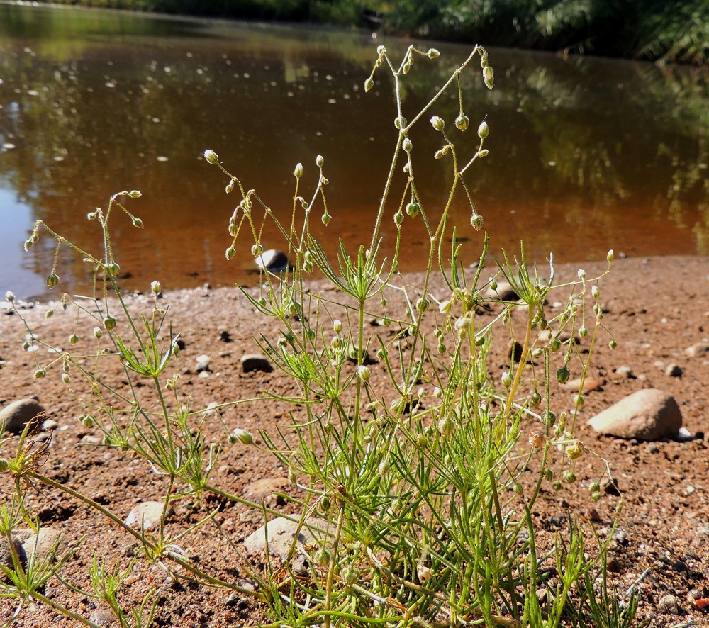 Spergula arvensis subsp. sativa - pohjanpeltohatikan yksilöissä on tavallisesti yhdestä kymmeneen vartta. Varret ovat kohenevia tai pystyjä ja harvahaaraisia sekä yleensä noin 40-70 cm pitkiä. Varren nivelvälit ovat noin 3-15 cm, eikä kukinnon alapuolella olevan nivelvälin pituus poikkea juurikaan muista alemmista nivelväleistä. St, Pori, Ahlainen, Mustalahti, Skatansuntin ranta Sandöntien sillan lounaispuolella, 14.7.2014. Copyright Hannu Kämäräinen.