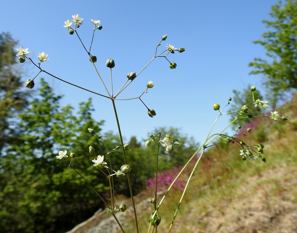Spergula morisonii - kalliohatikan kukinto on varsien ja haarojen kärkiosassa ja se on lähinnä harsuhko, epätäydellinen kerrannaissarja. 1.6.2025. Copyright Hannu Kämäräinen.