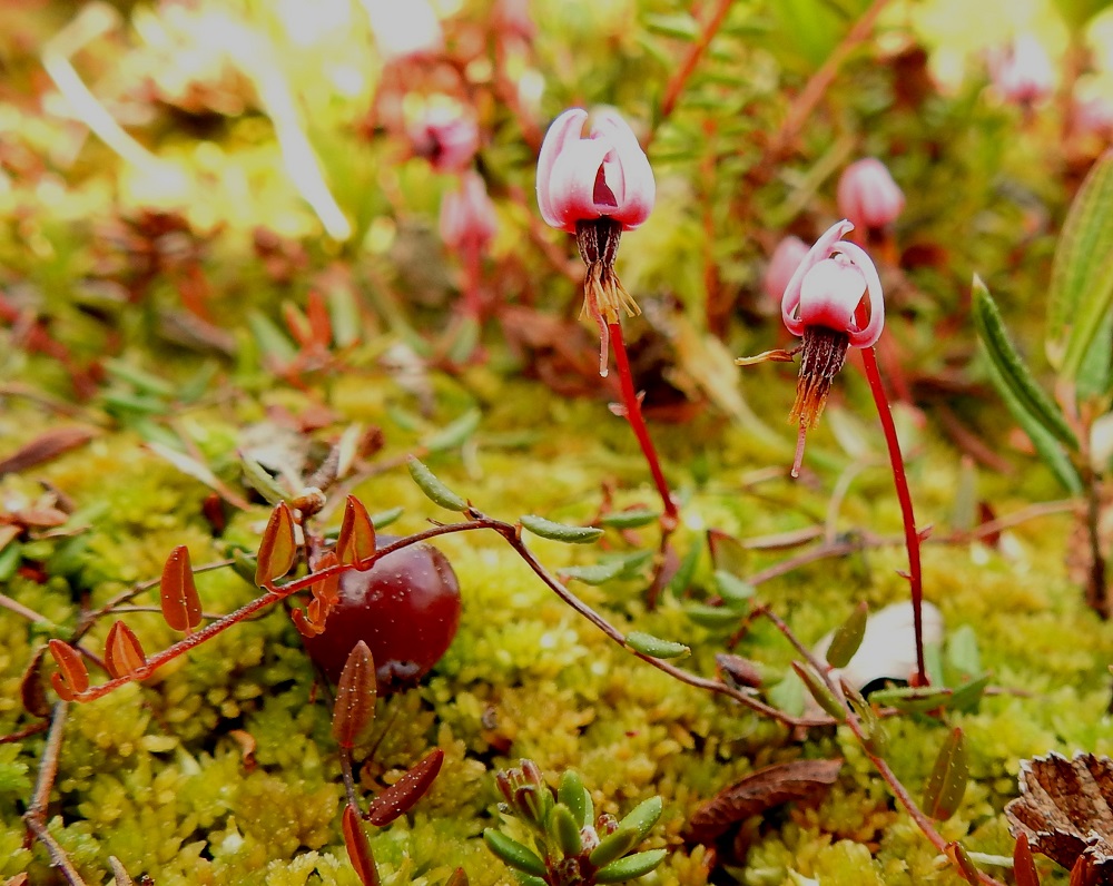 Vaccinium microcarpum - pikkukarpalon vuosiversot ovat puna- tai kellanruskeat ja hyvin lyhytkarvaiset, kuten kuvassa tai kaljuhkot. Kukat ovat pitkäperäiset ja varren tai sen haaran kärjessä useimmiten yksittäin. 3.7.2025. Copyright Hannu Kämäräinen.