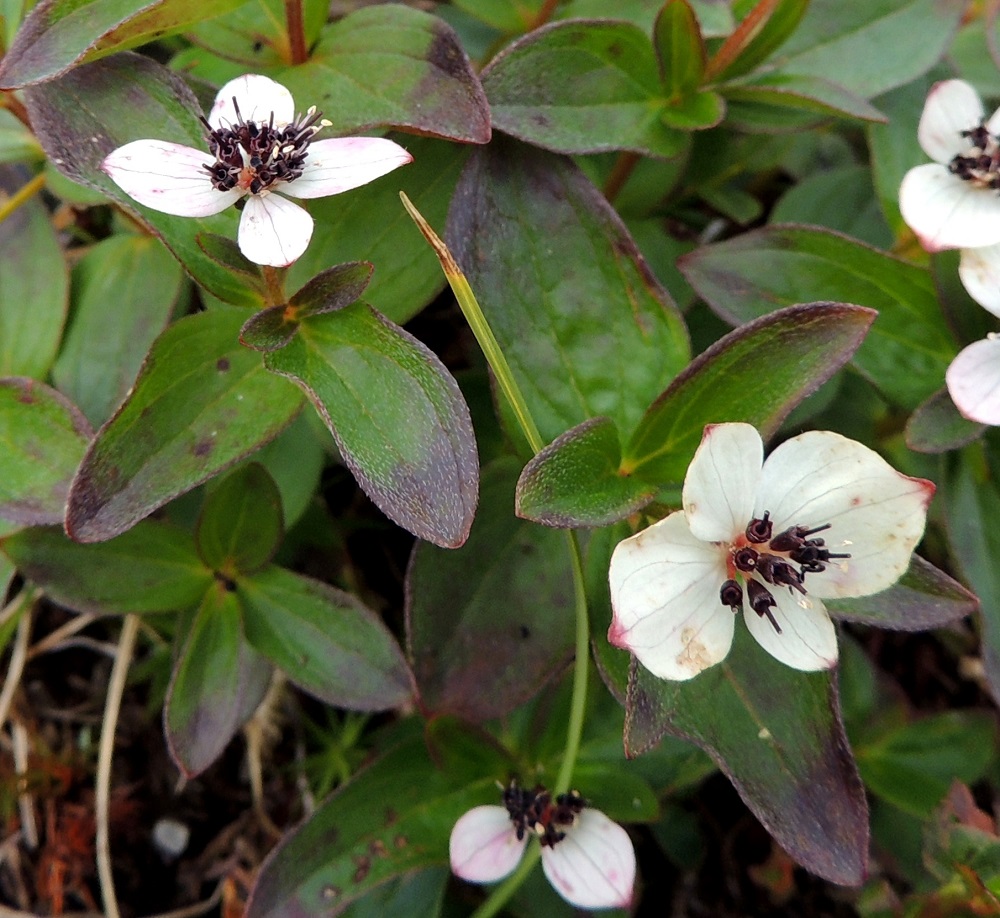 Cornus suecica - ruohokanukan kukinto on varren latvassa tiheänä sarjana. Sarjan tyvellä ristikkäin olevat valkoiset ylälehdet muodostavat varsinaisen kukinnon ympärille noin 20-30 mm leveän valeteriön, joka houkuttaa hyönteiset vaatimattomien kukkien luokse. Ylälehdet ovat leveänsoikeat tai pyöreähköt ja nipukkakärkiset sekä yleensä noin 8-16 mm pitkät ja leveimmältä kohtaa noin 5-10 mm leveät. EnL, Enontekiö, Kilpisjärvi, Mallan luonnonpuisto, Kalottireitin varsi Iso-Mallan eteläisen alarinteen paljakalla, n. 600 m polun leikkaavan Kitsijoen uomasta polkua pitkin itään, 650 m mpy, 19.7.2013. Copyright Hannu Kämäräinen.