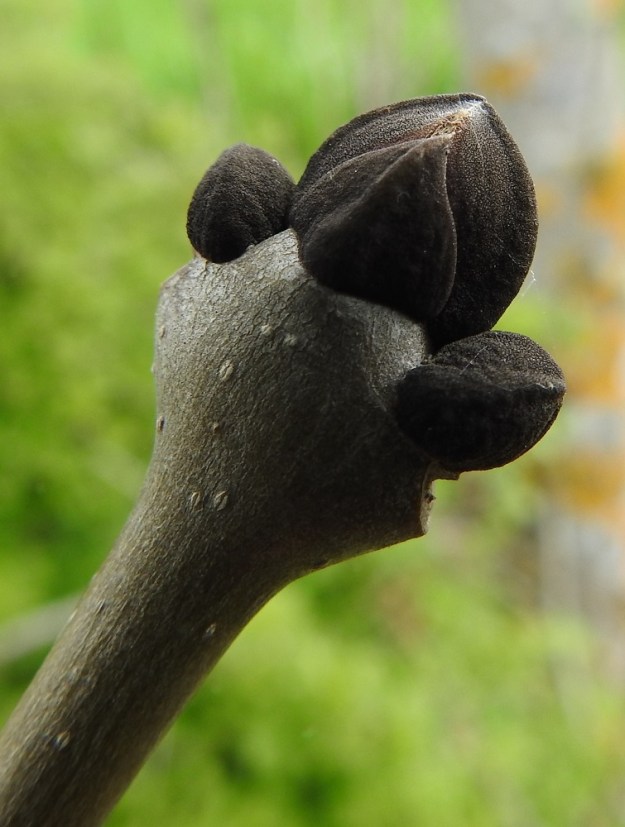 Fraxinus excelsior - lehsaarnen oksien kärkisilmut ovat lähinnä leveän kartiomaiset, suippokärkiset, mustat ja tiheästi kilpikarvaiset. Ne ovat noin 5-6 mm pitkät ja tyveltään suunnilleen pituutensa levyiset. Kärkisilmun alapuolella olevat, pienemmät, pyöreähköt ja mustat silmut ovat kukintosilmuja. A, Finström, Pålsböle, Pålsbölevägenin ja Prästgårdsnäsetin luonnonsuojelualueen välisen peltotien laide, 23.5.2025. Copyright Hannu Kämäräinen.