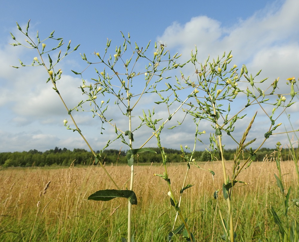Lactuca serriola - piikkisalaatin kukinto laajenee monihaaraiseksi, leveäksi ja harsuhkoksi kerrannaishuiskiloksi, joka on päähaaralla yleensä noin 20-50 cm pitkä ja suunnilleen pituutensa levyinen. EH, Hämeenlinna, Pikku-Parola, Huhtastentien varren laajan joutomaaniityn laita tien vieressä, missä noin 80 m pitkä kasvustokaista, 30.7.2025. Copyright Hannu Kämäräinen.
