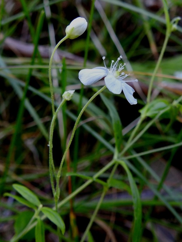 Moehringia lateriflora - laaksoarhon kukinto on harsu ja vähäkukkainen. Kukat ovat useimmiten yksittäin - kolmittain verson ja versohaarojen kärjessä. Kukkaperä voi nousta suoraan verson tai haaran ylimmän lehtiparin jatkeena, tai perän tyvellä on erillinen tukilehtipari. Kukkaperä on varren tavoin tiheästi hyvin lyhytkarvainen ja tavallisesti noin 5-25 mm pitkä. 2.7.2025. Copyright Hannu Kämäräinen.