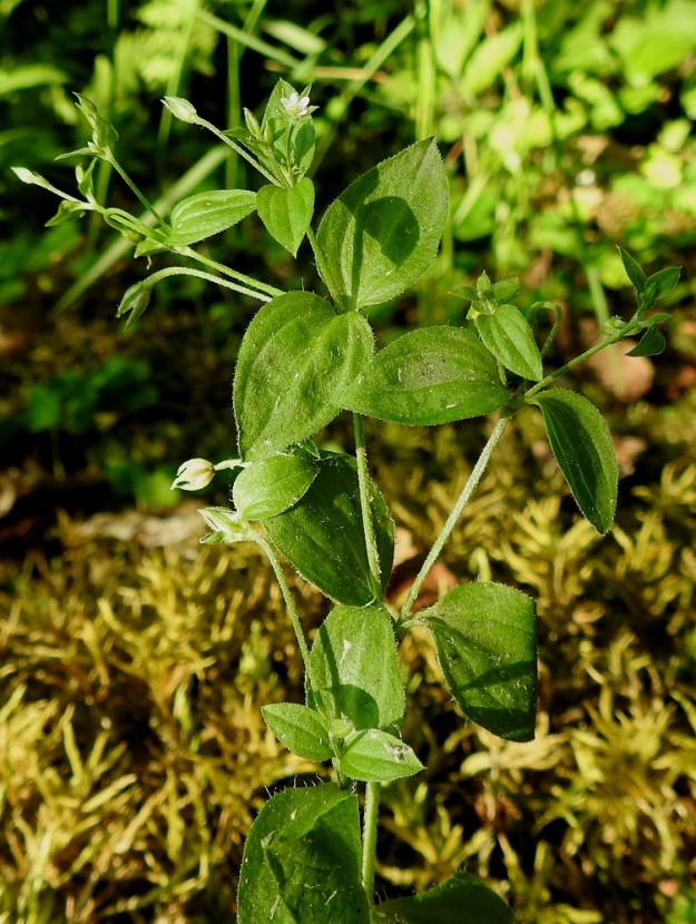 Moehringia trinervia - lehtoarhon ylemmät varsilehdet ovat vastakkaiset ja lyhytruotiset tai lähes ruodittomat. Kukinto on harsu, ja se yleensä muodostuu perättäisistä kaksihaaraviuhkoista. Kukat ovat useimmiten versohaarojen kärjessä, ja niitä on varressa tavallisesti enintään 20. 24.6.2020. Copyright Hannu Kämäräinen.