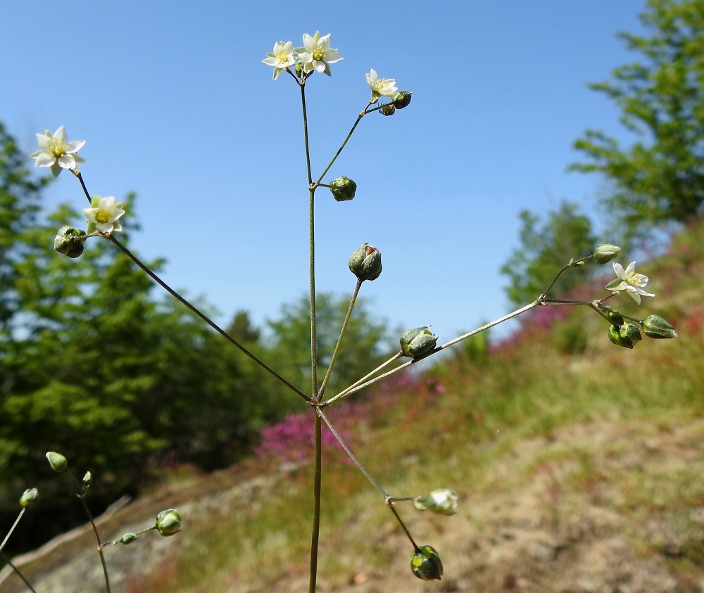 Spergula morisonii - kalliohatikan kukkaperä on tavallisesti noin 3-5 mm pitkä. Se kasvaa hedelmävaiheessa noin 10-20 mm pitkäksi ja kääntyy aika usein alaspäin. 1.6.2025. Copyright Hannu Kämäräinen.