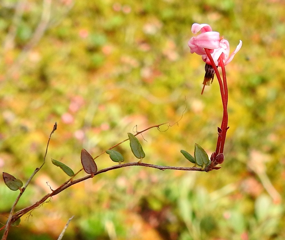Vaccinium microcarpum - pikkukarpalon suikertavien varsien tai haarojen kärjessä on yhden kukan sijaan toisinaan myös kaksi kukkaa, ja hyvin harvoin niitä on jopa kolme. Lehdet ovat versossa kierteisesti. Ruoti on noin 0,5-1 mm pitkä ja kalju. Lehtilaita on ehyt ja kapeasti alaspäin kiertynyt. Alapinta on sinertävän- tai punertavanharmaa ja useimmiten aivan kalju. 3.7.2025. Copyright Hannu Kämäräinen.