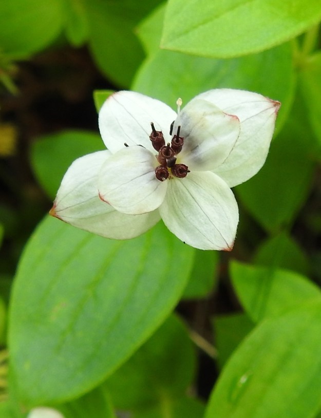 Cornus suecica - ruohokanukan kukinto neljine ylälehtineen ei aina pysy perusmuodossaan. Kuvan yksilössä neljän varsinaisen ylälehden päälle on kehittynyt ylimääräinen, pienempi lehtipari, joka jakaa varsinaisen kukinnon kahteen kerrokseen. EnL, Enontekiö, Kilpisjärvi, Saanan lounainen alarinne lehtojensuojelualueen kaakkoispuolella, Käsivarrentieltä (tie 21) loivasti Saanaa kohti nouseva tunturikoivikkorinne, n. 500 m mpy, 16.7.2023. Copyright Hannu Kämäräinen.