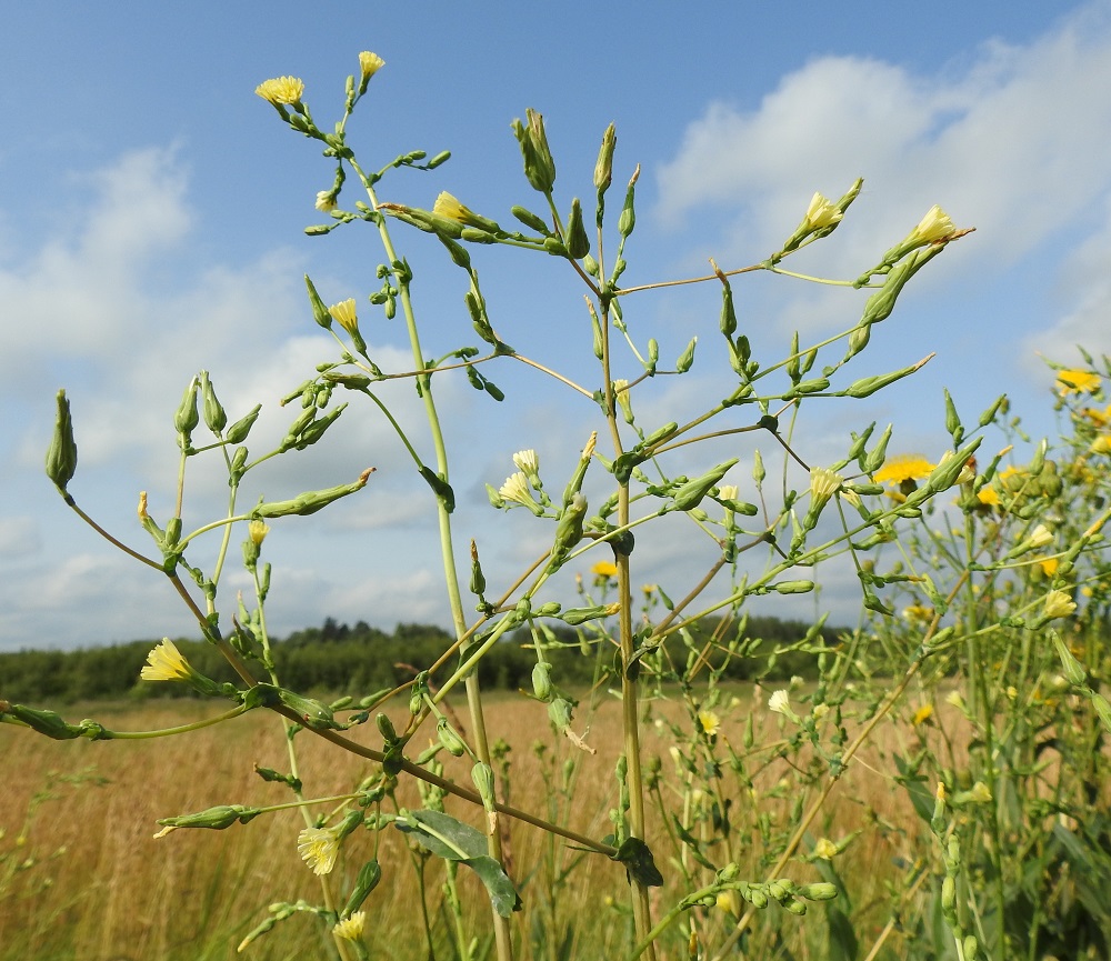 Lactuca serriola - piikkisalaatin varsinaiset kukinnot muodostuvat kukkamaisista mykeröistä, jotka ovat haaransa tai peränsä kärjessä yksittäin. Mykeröhaara tai -perä on ohut ja useimmiten noin 1-40 mm pitkä. Siinä on niukasti - runsaasti hyvin pieniä lehtiä, joista ylin on mykerön tukilehti. Nämä pikkulehdet ovat lähinnä puikeat, tyveltään sepivät ja kärjestään terävät sekä yleensä noin 2-5 mm pitkät ja alaosastaan noin 1-1,5 mm leveät. EH, Hämeenlinna, Pikku-Parola, Huhtastentien varren laajan joutomaaniityn laita tien vieressä, missä noin 80 m pitkä kasvustokaista, 30.7.2025. Copyright Hannu Kämäräinen.