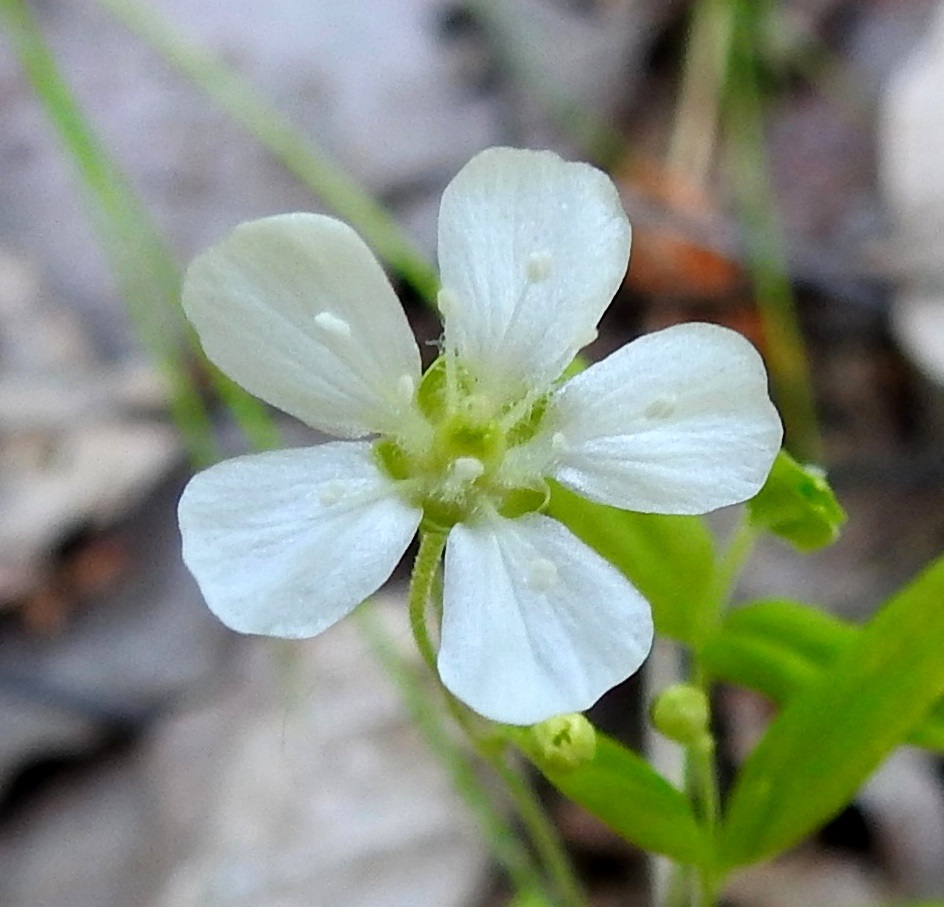 Moehringia lateriflora - laaksoarhon teriö on tavallisesti noin 7-13 mm leveä. Valkoisia terälehtiä on viisi, ja ne ovat jopa kolme kertaa verholehtiä pitemmät. Suvun toinen laji, lehtoarho, M. trinervia, on kukinta-aikana helpointa erottaa laaksoarhosta juuri teriöiden perusteella. Lehtoarhon verholehdet ovat terälehtiä pitemmät. 2.7.2025. Copyright Hannu Kämäräinen.