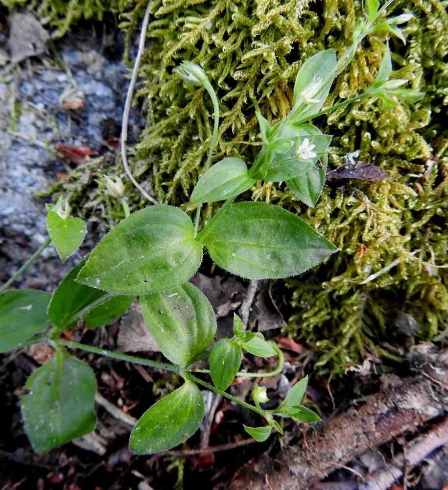 Moehringia trinervia - lehtoarhon ylemmät varsilehdet ovat puikeat tai puikean suikeat ja teräväkärkiset. Pituutta lehdillä on tavallisesti 5-25 mm ja leveyttä leveimmältä kohtaa noin 3-15 mm. Lehdet ovat yläpinnaltaan näkyvästi kolme- tai viisisuoniset. 24.6.2020. Copyright Hannu Kämäräinen.