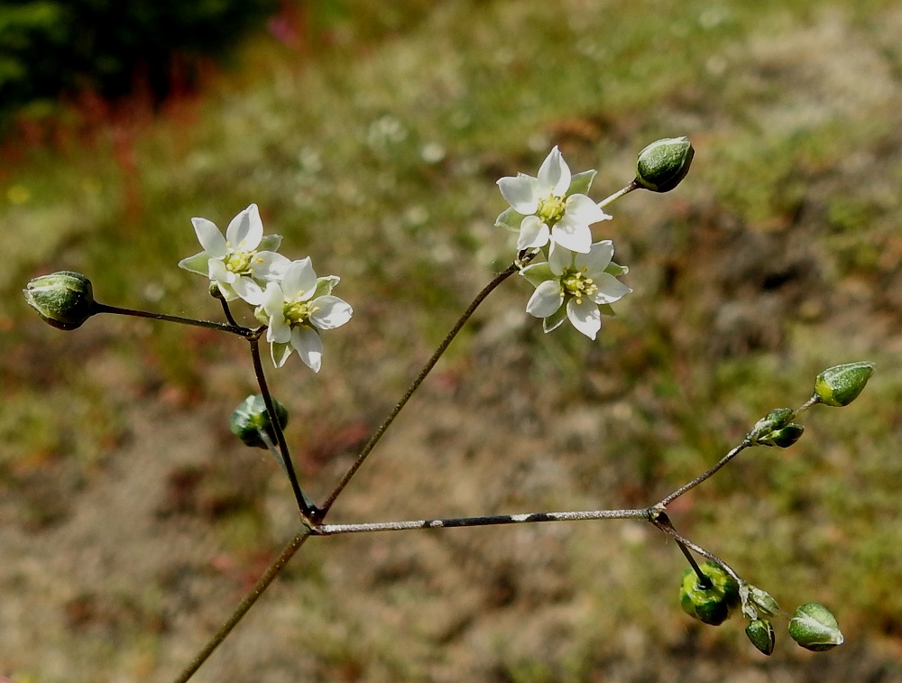 Spergula morisonii - kalliohatikan teriö on valkoinen ja läpimitaltaan yleensä noin 5-8 mm. Terälehtiä on viisi, ja ne ovat puikeat, ehyet, suippo- tai tylppäkärkiset ja tyveltään jyrkästi kapenevat. Ne ovat suunnilleen verholehtien kanssa samanpituiset. 1.6.2025. Copyright Hannu Kämäräinen.