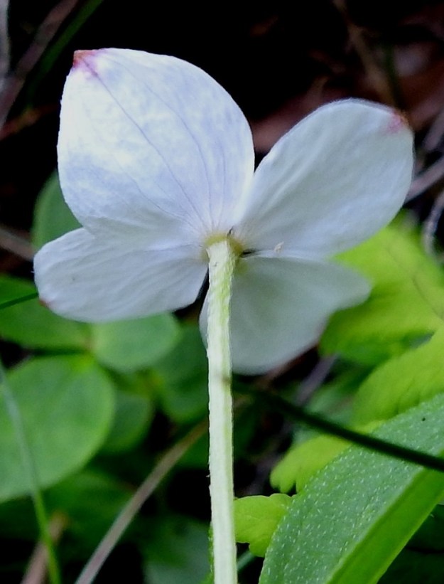 Cornus suecica - ruohokanukan kukinnon alapuoliset ylälehdet ovat kaljut tai reunoiltaan lyhytkarvaiset. Kukintoperä on matalasti nelisärmäinen ja pinnanmyötäisesti lyhytkarvainen. EnL, Enontekiö, Kilpisjärvi, Saanan lounainen alarinne lehtojensuojelualueen kaakkoispuolella, Käsivarrentieltä (tie 21) loivasti Saanaa kohti nouseva tunturikoivikkorinne, n. 500 m mpy, 16.7.2023. Copyright Hannu Kämäräinen.