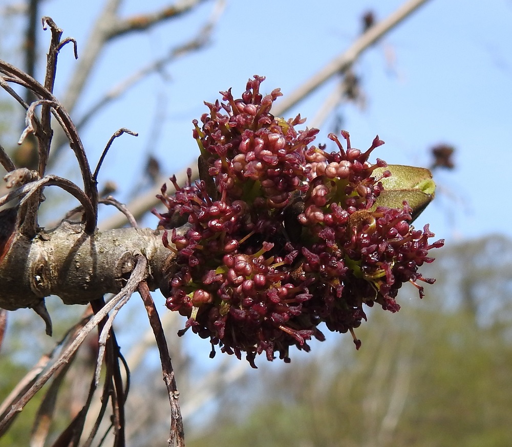 Fraxinus excelsior - lehtosaarnen kukat ovat hyvin pienet, teriöttömät ja verhiöttömät. Kukkarakennetta on tämän vuoksi aika vaikea hahmottaa, ja kaiken lisäksi kukinnon ja kukkien ilmiasu muuttuu kukinnan edetessä. Oheisessa kuvassa kukinta on juuri alkanut, ja ainakin valtaosa kukista näyttäisi olevan kaksineuvoisia. Kukissa selvimmin erottuvat noin 2 mm pitkät, vihertävät tai punertavat emin vartalot, jotka ovat pullomaisen sikiäimen jatkeena. Vartalon kärjessä on kaksi lyhyttä, vastakkaista ja punertavaa luottia. Kaksineuvoisissa kukissa on kaksi hyvin lyhyttä hedettä, jotka ovat sijoittuneet sikiäimen tyvelle. Tarkkaan katsomalla niiden soikeat ja aluksi punaruskeat ponnet voi nähdä kuvassa. A, Lemland, Nåtö, biologisen aseman päärakennuksen länsipuolen rantaniitty- ja kallioalue luonnonsuojelualueen länsipuolella, 18.5.2025. Copyright Hannu Kämäräinen.