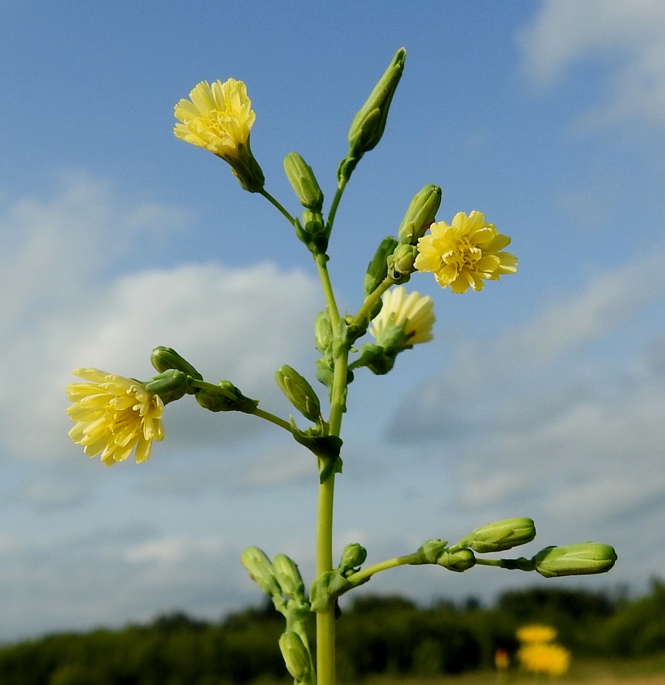 Lactuca serriola - piikkisalaatin kukintomykerö on avoimena tavallisesti noin 8-12 mm leveä, ja se sulkeutuu täydessä auringonpaisteessakin kesäajan mukaan yleensä jo noin kello 10:00-10:30. EH, Hämeenlinna, Pikku-Parola, Huhtastentien varren laajan joutomaaniityn laita tien vieressä, missä noin 80 m pitkä kasvustokaista, 30.7.2025. Copyright Hannu Kämäräinen.