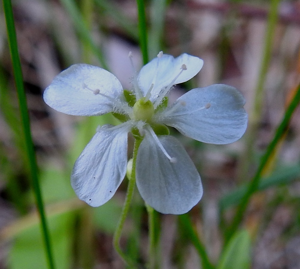 Moehringia lateriflora - laaksoarhon terälehdet ovat soikeahkot, pyöreä- tai tylppäkärkiset ja kapeatyviset. Ne ovat yleensä noin 3-6 mm pitkät ja leveimmältä kohtaa noin 2-3,5 mm leveät. Kukassa on kymmenen hedettä, joiden palhot ja ainakin aluksi myös pyöreähköt ponnet ovat valkoiset. 2.7.2025. Copyright Hannu Kämäräinen.