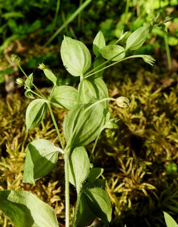 Moehringia trinervia - lehtoarhon lehtien suonitus on alapinnalta koholla ja siten helposti nähtävillä. Leveämmissä lehdissä suonia on yleensä viisi ja kapeammissa kolme. Laitasuonet kaartuvat lehden laidan suuntaisesti. Kukkaperä pitenee kukinnan jälkeen enimmillään noin 4 cm:iin saakka. 24.6.2020. Copyright Hannu Kämäräinen.