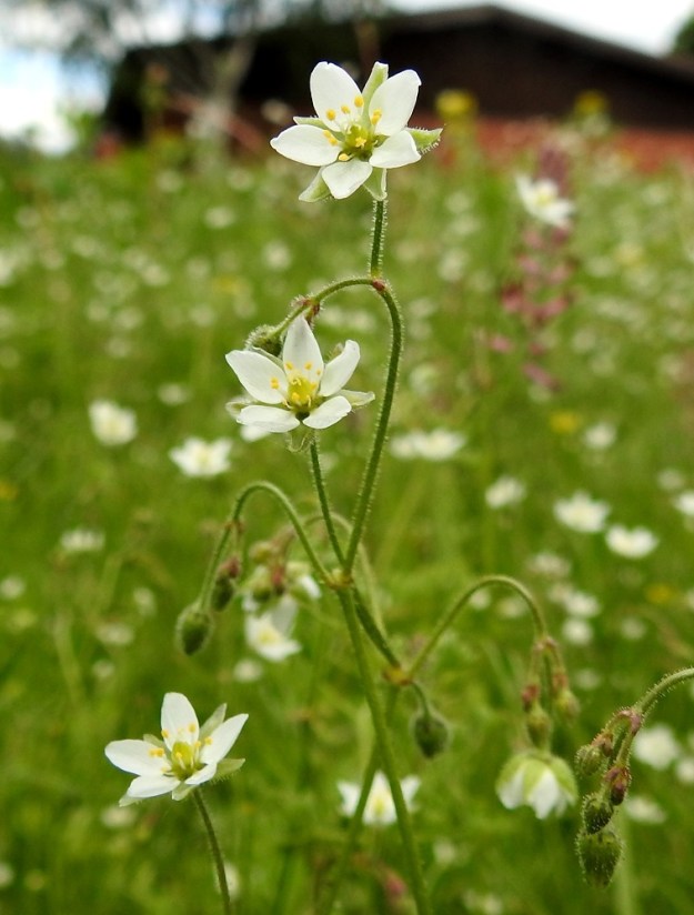 Spergula arvensis subsp. sativa - pohjanpeltohatikka vaikuttaa harmittomalta rikkakasvilta. Viljelyksillä se voi kuitenkin tämän kuvasarjan ensimmäisen kuvan kaltaisina massakasvustoina vaikuttaa viljelytulosta heikentävästi. Sitä on myös lähes mahdotonta hävittää, koska siemenpankissa voi olla jopa 10 000 siementä neliöllä. 2.7.2017. Copyright Hannu Kämäräinen.