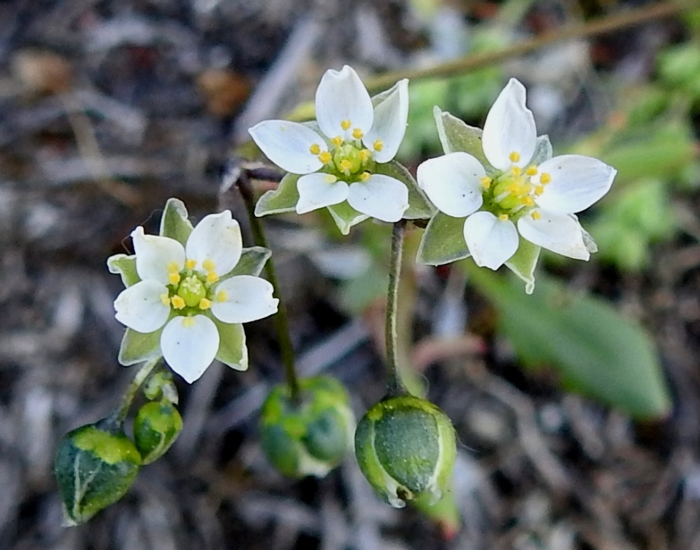 Spergula morisonii - kalliohatikan terälehdet ovat tavallisesti noin 2,5-4 mm pitkät ja leveimmältä kohtaa noin 1,5-2,5 mm leveät. Kukissa on useimmiten kymmenen hedettä, joiden palhot ovat valkoiset ja ponnet keltaiset. Sikiäin on kehänpäällinen, munamainen tai lähes pallomainen ja vihreäsävyinen. Sen kärjessä olevia emin vartaloita ja luotteja on viisi. 1.6.2025. Copyright Hannu Kämäräinen.