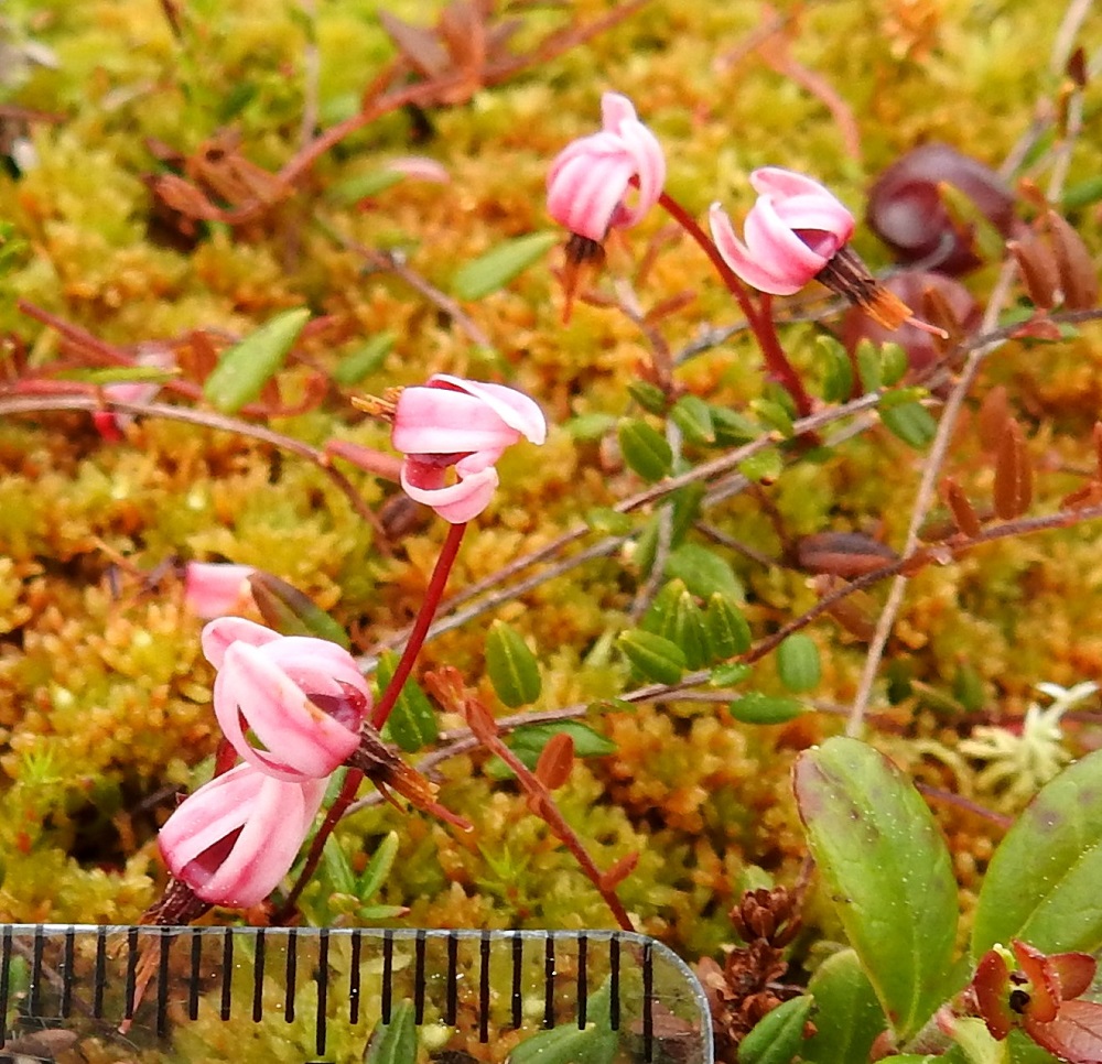 Vaccinium microcarpum - pikkukarpalon terälehdet kääntyvät pian teriön avautumisen jälkeen jyrkästi ja kärkiosastaan sisäänpäin kaartuen taaksepäin. Tällöin teriön leveys on vain noin 4-6 mm. 3.7.2025. Copyright Hannu Kämäräinen.