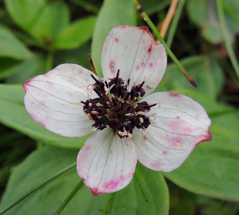 Cornus suecica - ruohokanukan kukat ovat pienet, kaksineuvoiset, ja niitä on noin 10 mm läpimitaltaan olevassa sarjassa tavallisesti noin 10-25. Teriö on ristikkäisesti nelilehtinen ja tavallisesti noin 2-3 mm leveä. Terälehdet ovat lähes mustat, tasasoukan suikeat, suippokärkiset ja noin 1,5-2 mm pitkät sekä noin 0,7-1 mm leveät. Ne kaartuvat lähes heti kukkapohjuksen sivua alaspäin. EnL, Enontekiö, Kilpisjärvi, Saanan luoteisrinteen länsipuolinen tunturikoivikko, Saanan luoteisrinteelle vievän polun varsi, 580 m mpy, 16.7.2013. Copyright Hannu Kämäräinen.