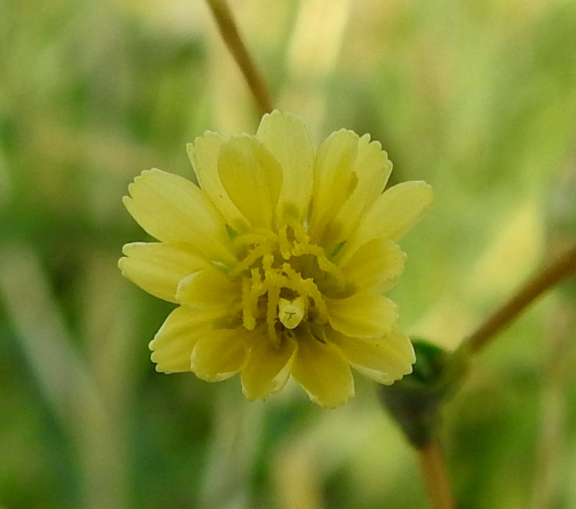 Lactuca serriola - piikkisalaatin mykerössä on useimmiten 7-20(-35) kaksineuvoista, vaaleankeltaista ja tukisuomutonta kielikukkaa, joiden teriön kärkiosa eli kieli on soikean vastapuikea, kapeatyvinen, kärjestään tylppä ja viisihampainen. Kieli on yleensä noin 5-6 mm pitkä ja noin 1-2 mm leveä. Mykeröpohjukseen kiinnittynyt ja piiloon jäävä teriön tasasoukka tyviosa on noin 4-5 mm pitkä. Kuvassa olevassa mykerössä kielikukkia on avoinna 18 ja lisäksi kolme tai neljä on vielä avautumatta. EH, Hämeenlinna, Pikku-Parola, Huhtastentien varren laajan joutomaaniityn laita tien vieressä, missä noin 80 m pitkä kasvustokaista, 30.7.2025. Copyright Hannu Kämäräinen.