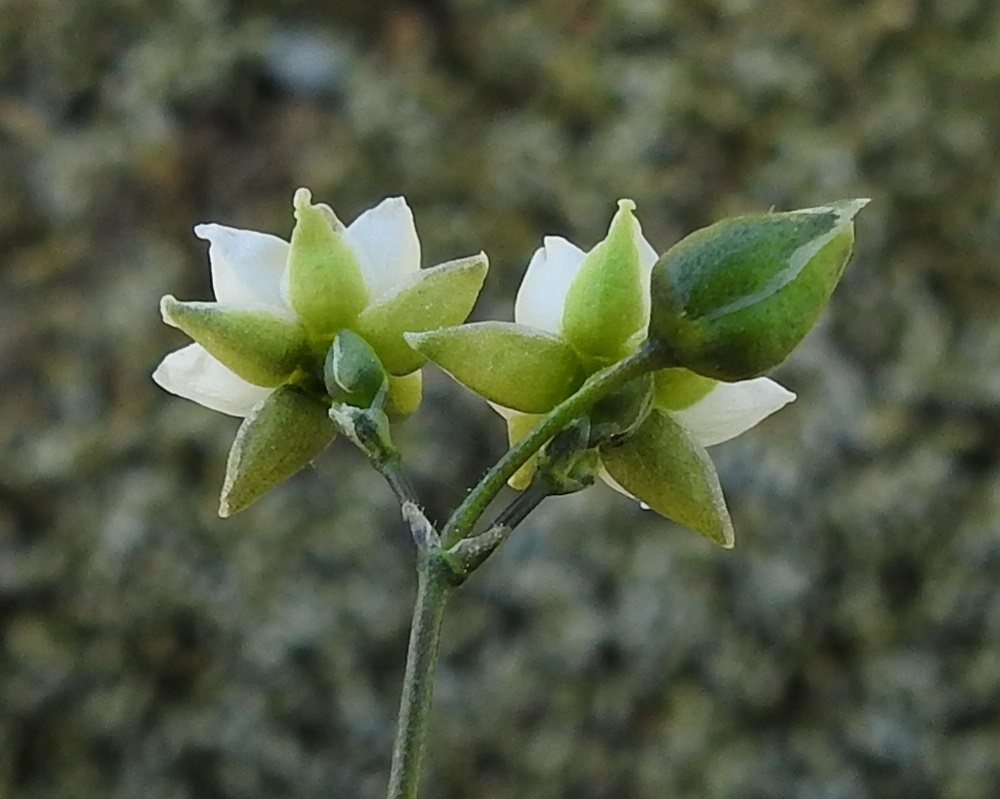 Spergula morisonii - kalliohatikan kukassa on viisi verholehteä, jotka ovat erilliset, puikeat, suippokärkiset ja vihreäsävyiset, punaruskehtavat tai sinipunertavat sekä valkoisen kalvolaitaiset. Pituutta niillä on yleensä noin 2,5-4 mm ja leveyttä leveimmältä kohtaa noin 1,5-2 mm. Kukinnon ja kukkien tukilehdet ovat leveän kalvolaitaiset tai kokonaan kalvomaiset, puikean kolmiomaiset ja noin 1-1,5 mm pitkät sekä jonkin verran pituuttaan kapeammat. 1.6.2025. Copyright Hannu Kämäräinen.