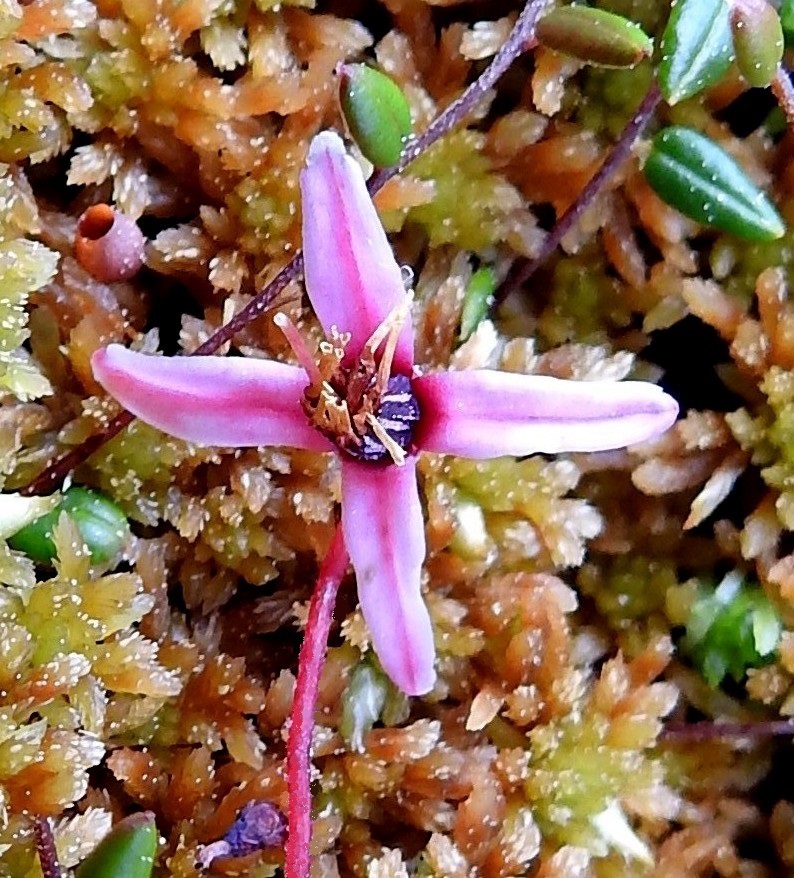 Vaccinium microcarpum - pikkukarpalon teriö on ratasmainen, tyveltään yhdislehtinen mutta verhiöön saakka neliliuskainen ja punainen, vaaleanpunainen tai toisinaan valkoinen. Terälehtien ollessa vielä kutakuinkin sivulle päin suuntautuneet teriö on yleensä noin 8-10 mm leveä. Terälehdet ovat suikean tasasoukat, pyöreähköpäiset, tavallisesti noin 4-6 mm pitkät ja noin 1,3-2 mm leveät. 3.7.2025. Copyright Hannu Kämäräinen.